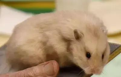 仓鼠种类大仓鼠,仓鼠的详细资料仓鼠的种类