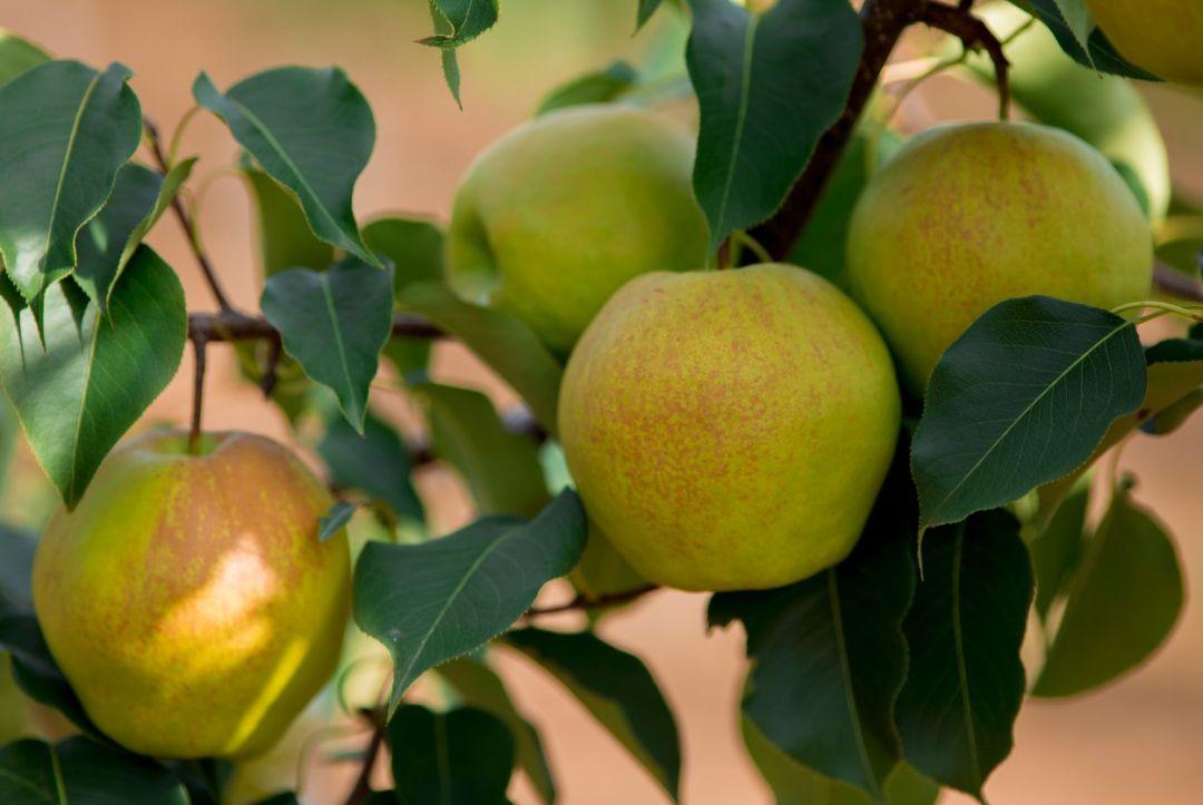 红梨是怎么培育的,红梨树的栽培技术