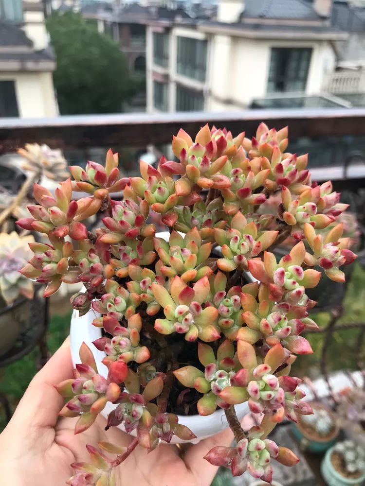 鍙拱瀵圭殑涓嶄拱璐电殑灏忔牱,鍙拱瀵圭殑涓嶄拱璐电殑鍥剧墖灞曠ず