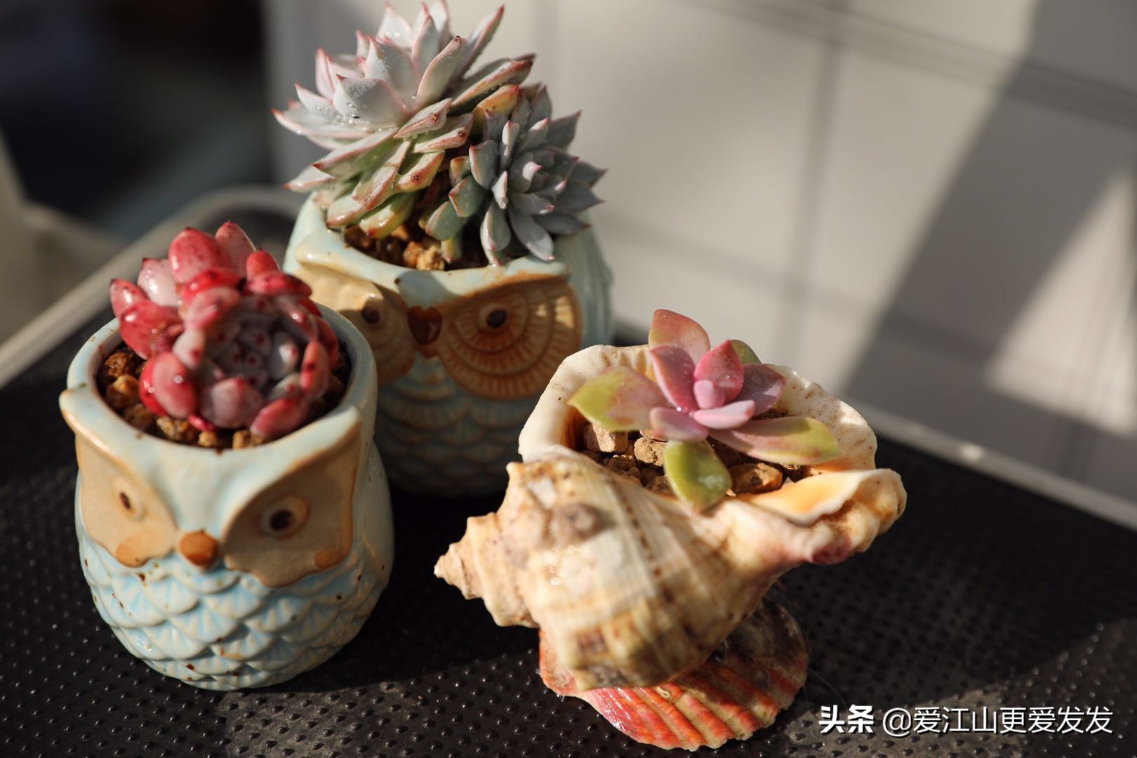 多肉海螺贝壳手工,生蚝壳做多肉盆