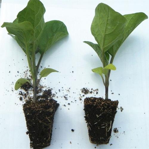 阳台种植茄子的方法,栽种茄子怎么浇水