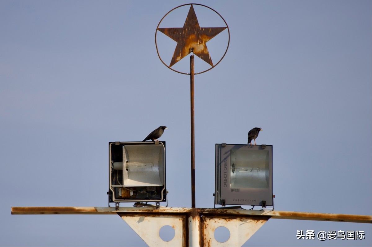 观鸟大年,观鸟作品100幅