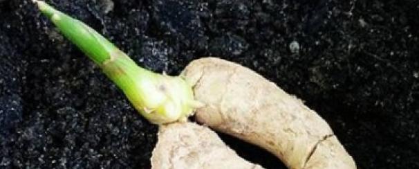 生姜什么时候种如何种用什么肥,生姜什么时候种植最好陕西地区