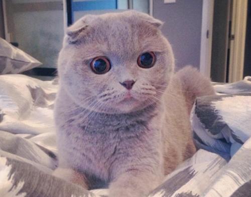 世界上最受欢迎的10种猫咪,最受欢迎的猫咪前5名