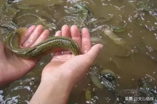 养殖泥鳅市场价格表,现在养殖的泥鳅市场什么价格