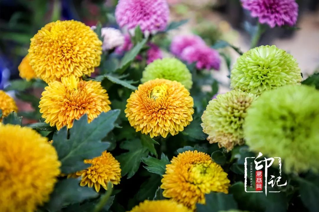 商丘道北花鸟批发市场,商丘花鸟宠物市场