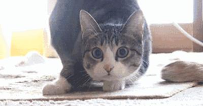 猫咪的八种习性图片,猫咪的七种性格