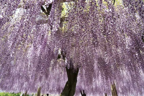 日本福冈旅游推荐,日本福冈旅游攻略必去景点