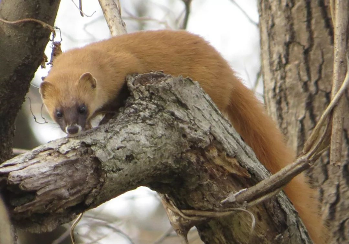 黄鼠狼偷鸡历史,黄鼠狼先后两次偷鸡