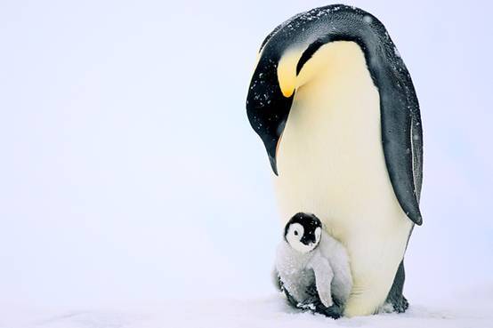 看鸟类视频,各种鸟类过冬姿态