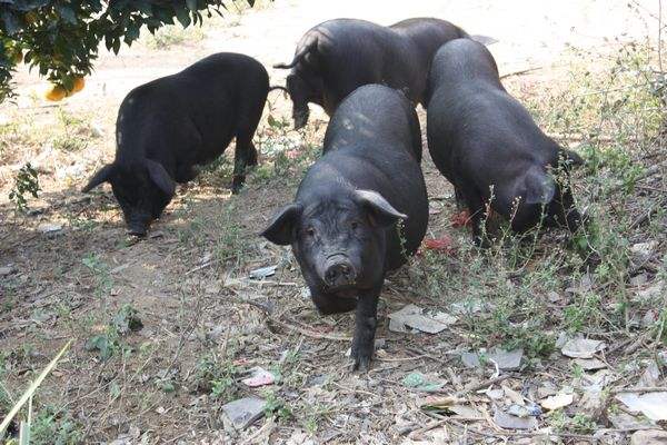 云南大肚子黑猪,东北老品种大肚子黑猪