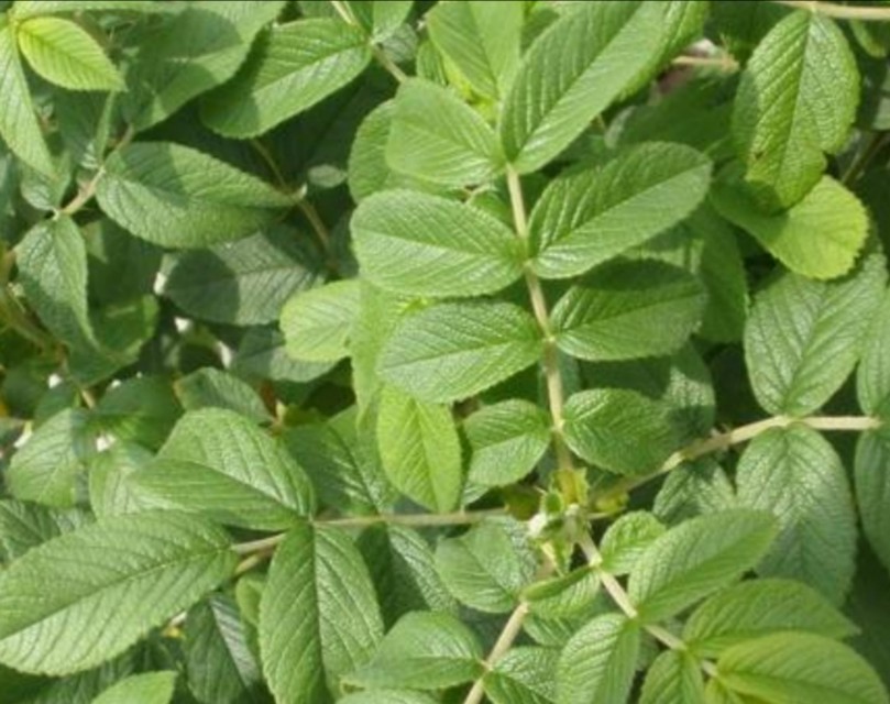 告白要送多少玫瑰花,表白可以送999朵玫瑰花吗