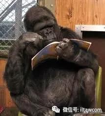 世界各国的著名动物,美国最著名的动物