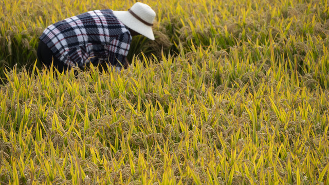 “秋后是涝是旱，就看六月二十三”，2021年秋后年景怎么样？