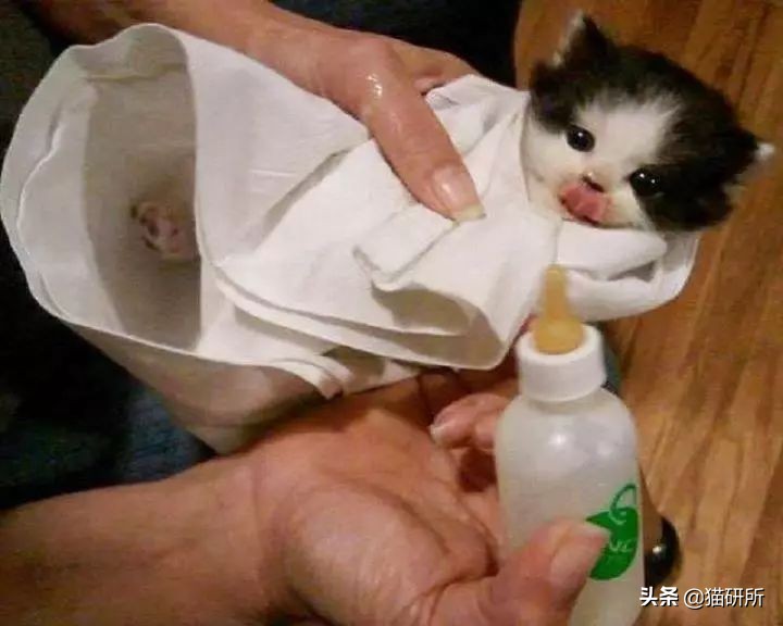 可爱又萌的小奶猫,软萌小奶猫全部视频