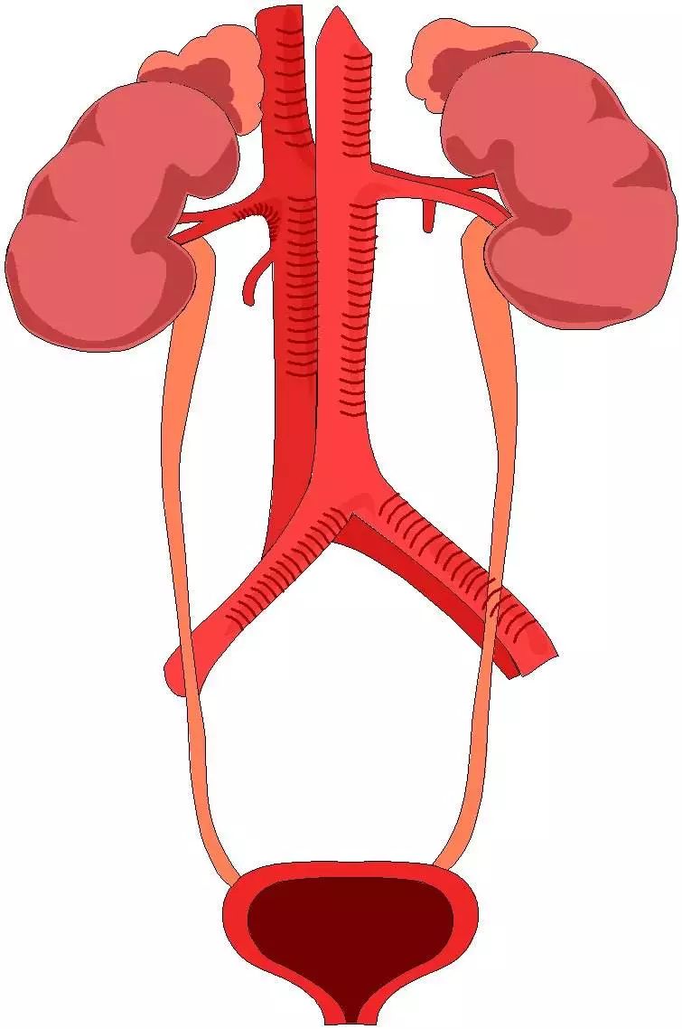 尿路感染最常见的病菌,最常见的尿路感染疾病