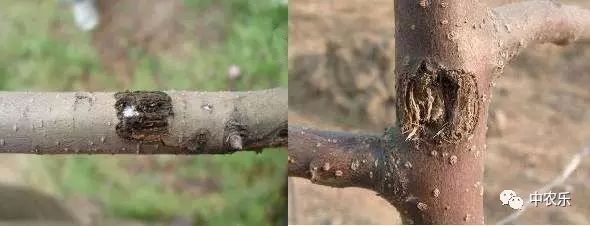 防治果园天牛最佳方法,天牛综合防治知识