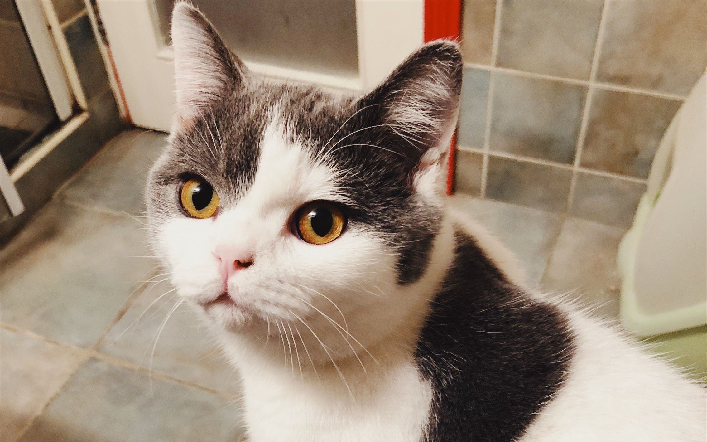 养猫咪需要注意什么铲屎官看过来,如何让猫咪作息时间跟铲屎官一致