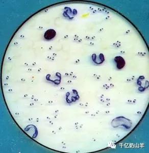 巴氏杆菌疫苗预防什么病,预防病毒微课堂