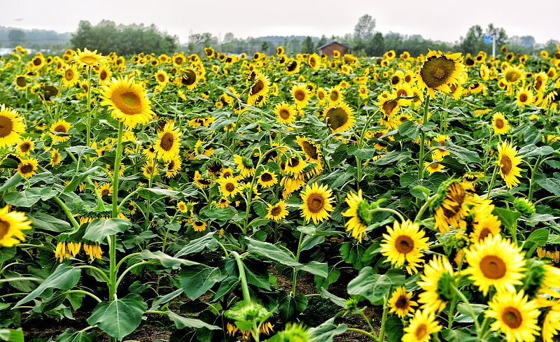 向日葵结籽要多久,怎么让向日葵籽饱满