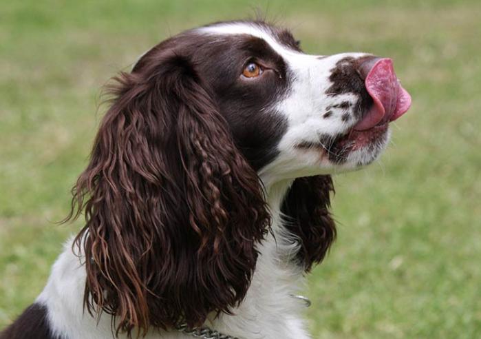 在夏日里小狗为什么总是伸舌头,小狗半夜突然总舔自己是怎么回事