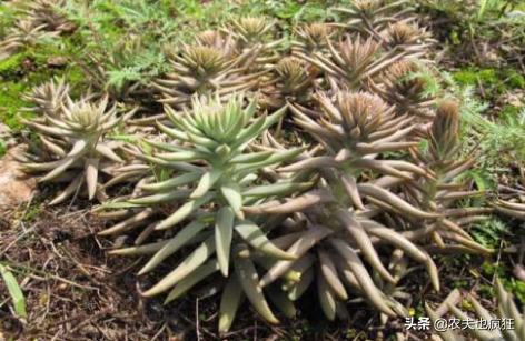 长在农村砖房上的植物,长在农村房顶瓦片上的植物