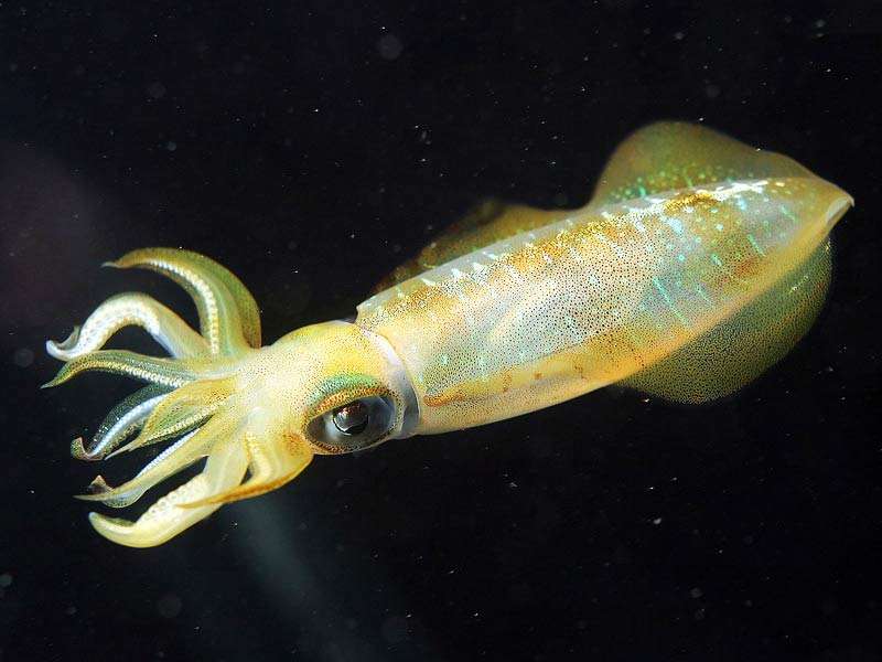 游泳蛙游泳技巧,动物是怎么游泳的