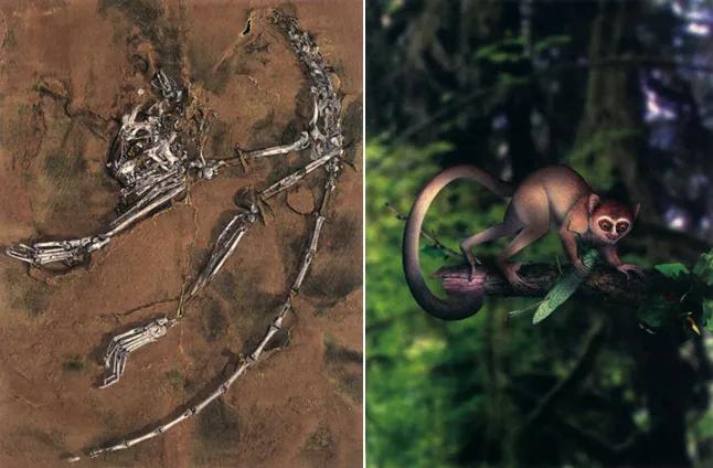 人类的祖先到底是猩猩还是猴子,人类的祖先到底是猴子还是猩猩