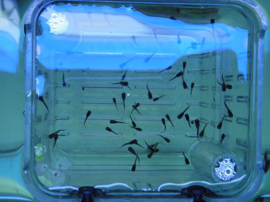 孔雀鱼怎么繁殖需要注意什么,孔雀鱼如何繁殖比较好