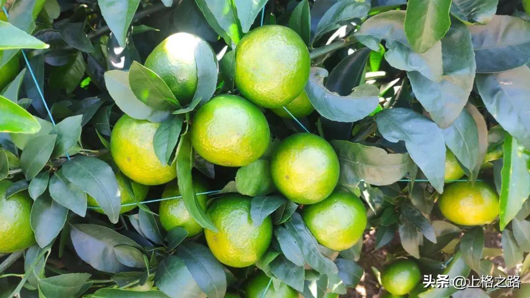 沃柑转色期可以用农药助剂么,沃柑转色期能喷钙吗