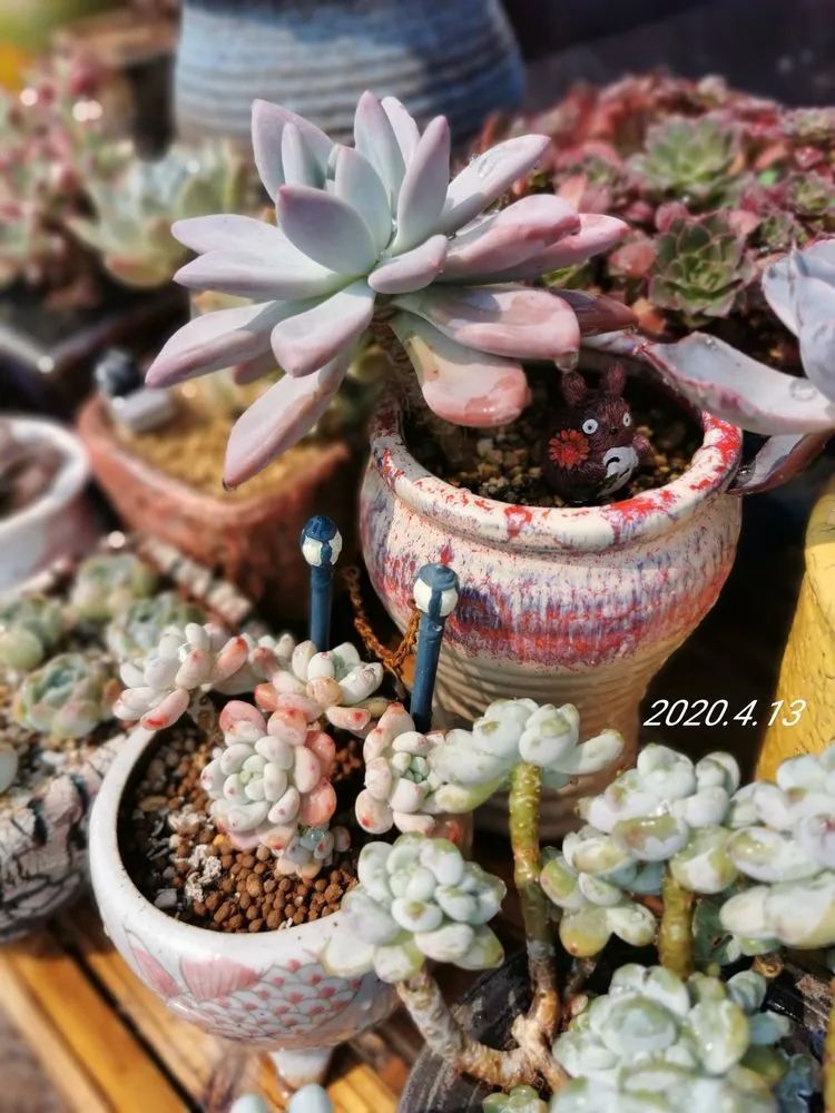 养多肉的人生感悟,人生如同养花