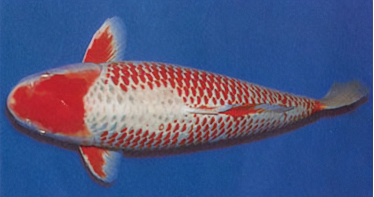 锦鲤的十三个大类名字叫什么,锦鲤十三鳞