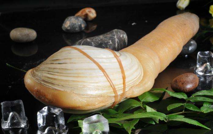 象拔蚌究竟好不好吃,象拔蚌好吃嘛