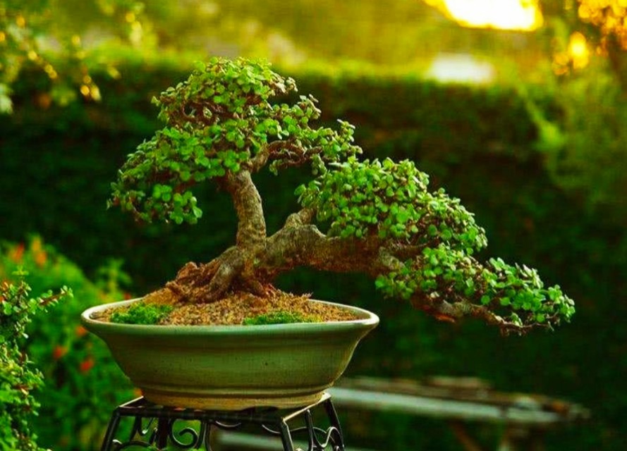 适合青年人养的绿植,适合懒人养的绿植非常容易活