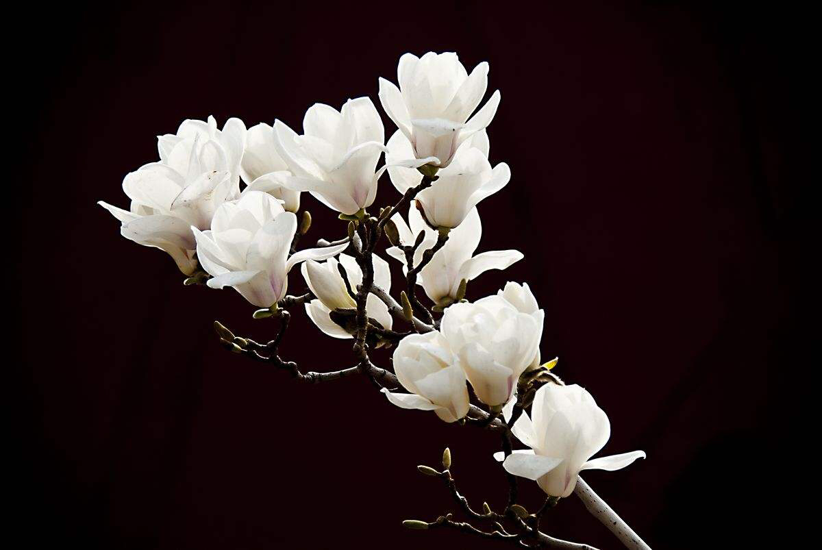 中药材种植基地,中药材玉羊