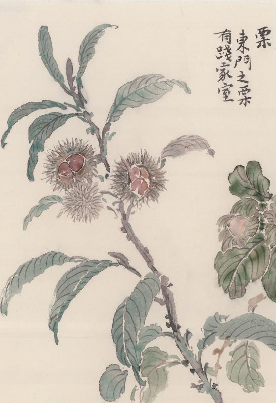 诗经中的栗子是什么样的,诗经中关于板栗的句子