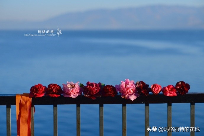 历史悠久的十大名花（海量美图），你选哪个做国花？