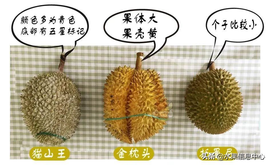 托曼尼猫山王榴莲价格,泰国托曼尼榴莲和猫山王区别