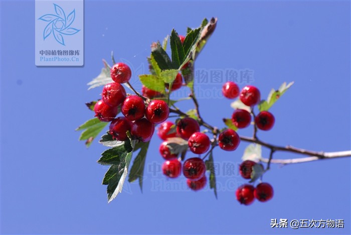 凤梨就是金菠萝吗,凤梨就是菠萝的一种