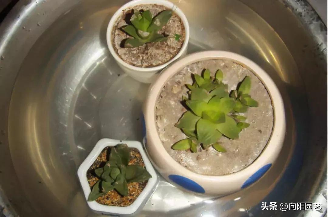 在家里怎么自制一个自动浇水装置,自制简单自动浇水神器美观