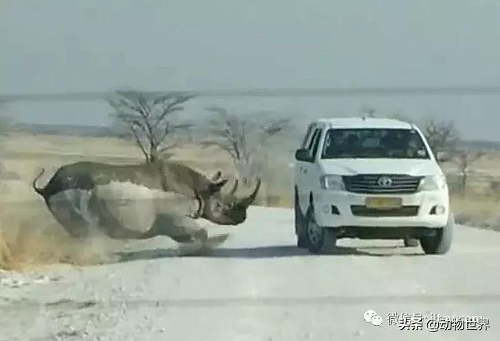食草动物中的“斗士”-黑犀