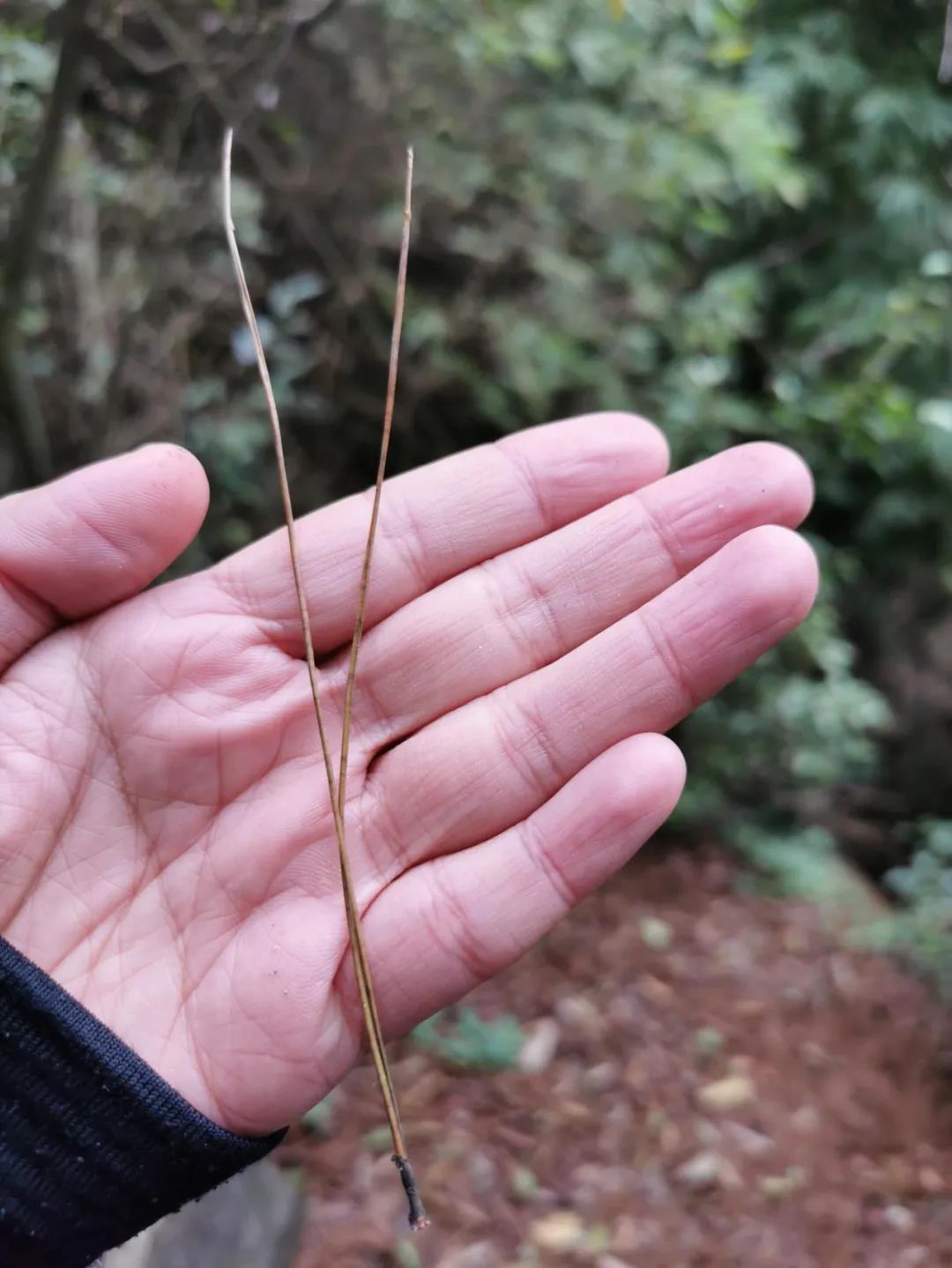 重庆的行道树有哪些,重庆高山老树