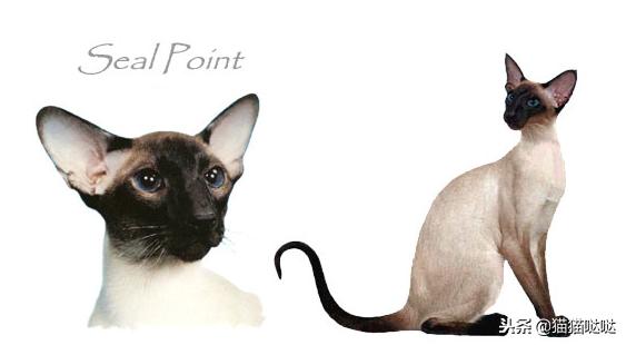 养猫新手买猫注意什么,新手养猫和买猫的注意事项