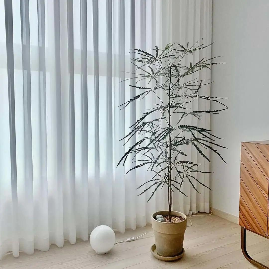 ins十大网红绿植,ins网红绿植大全