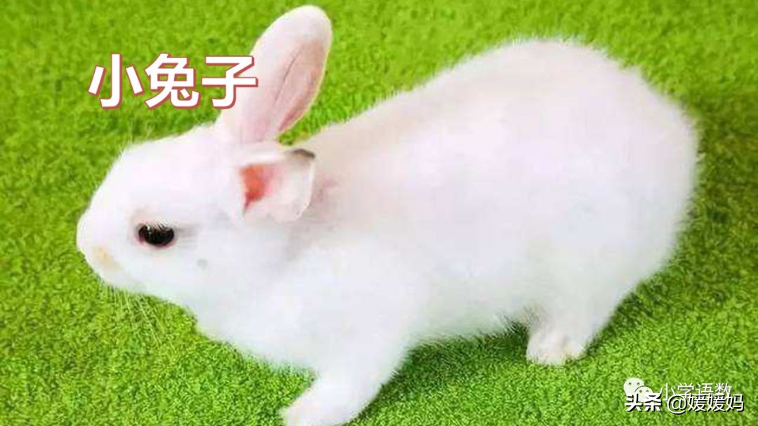 四下四单元我的动物朋友,第四单元我的动物朋友四年级上册