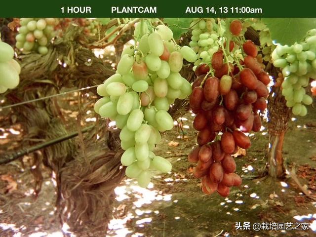 葡萄上色哪种最好,葡萄需要上色的有哪些品种