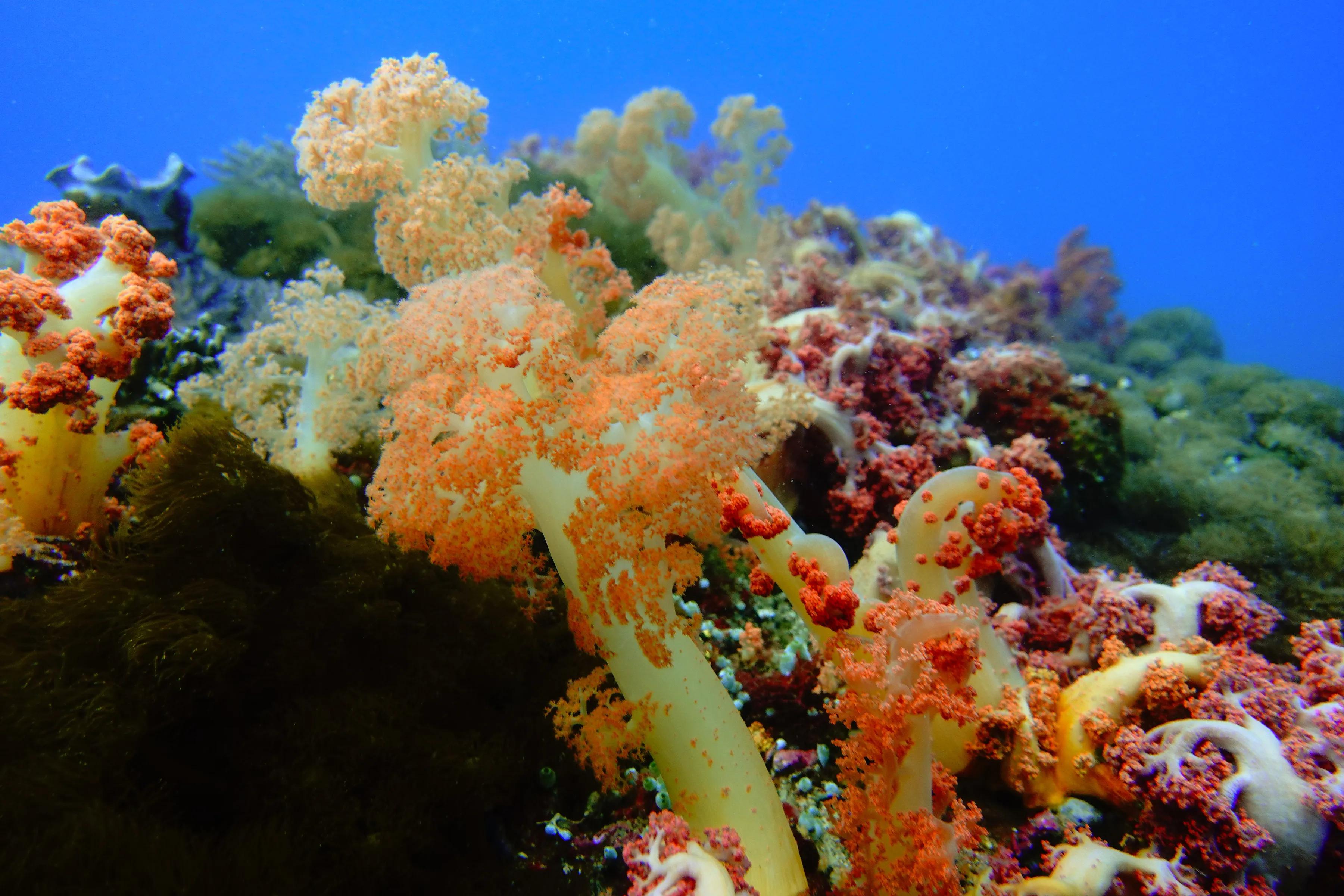 软珊瑚贵吗,软珊瑚红粉