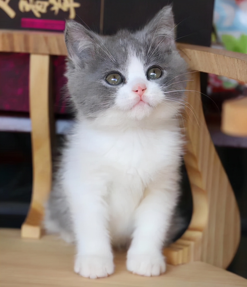 英短猫眼屎特别多,新猫眼屎很重是星期猫吗