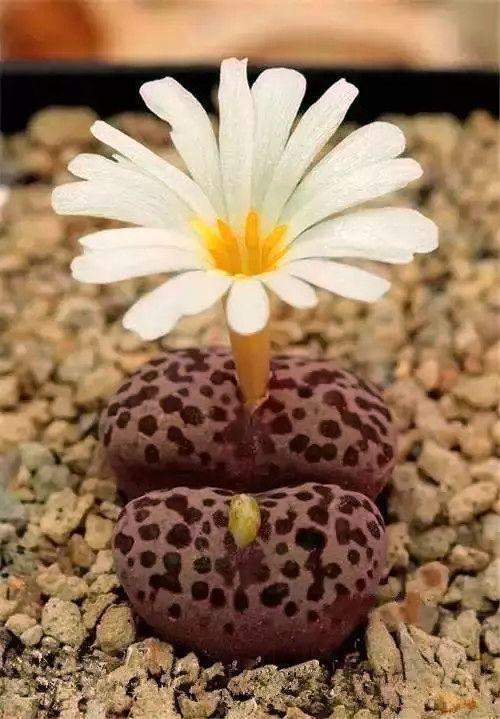 多肉生石花好看视频,多肉生石花开图