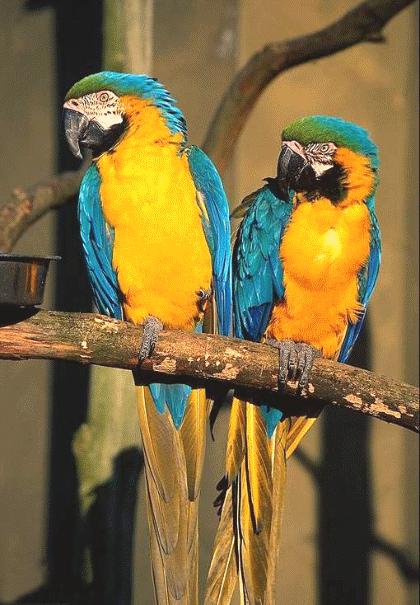 虫草山水画,四季花草山水画作品欣赏